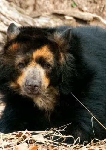 Spectacled Bear