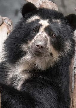 Spectacled Bear