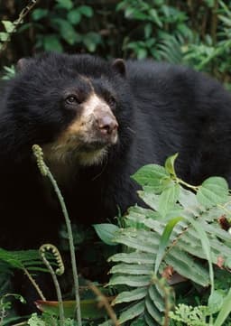 Spectacled Bear