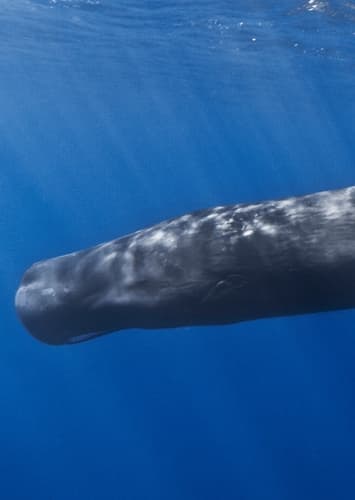 Sperm Whale