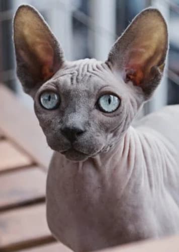 Sphinx Cat