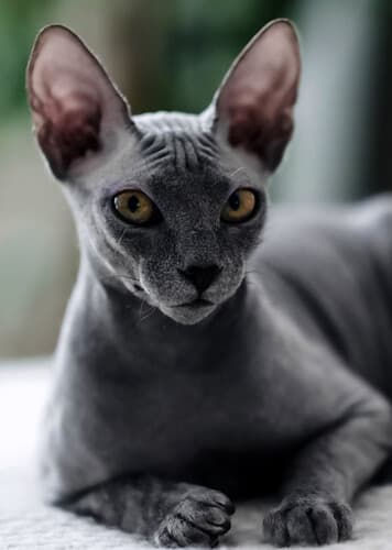 Sphynx