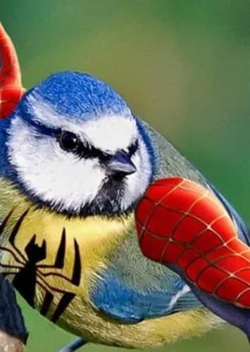 Spider Bird