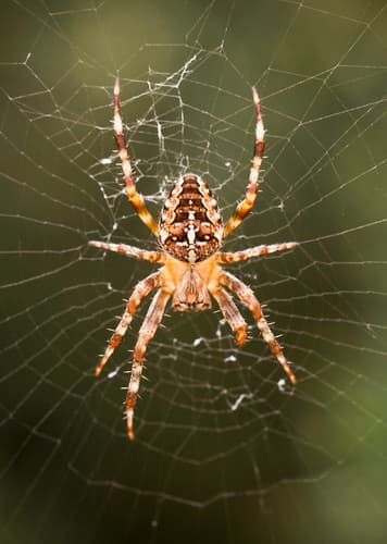 Spider (Generic)
