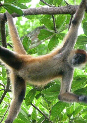 Spider Monkey