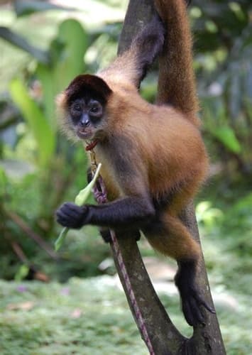 Spider Monkey