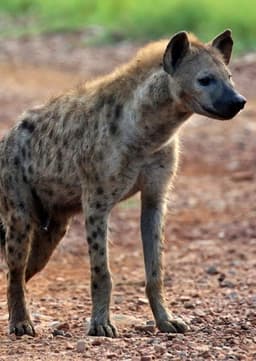 Spotted Hyena
