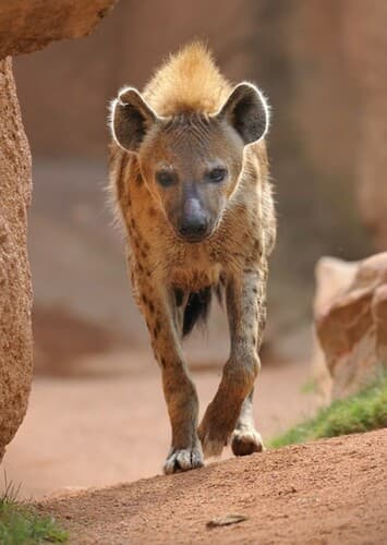 Spotted Hyena