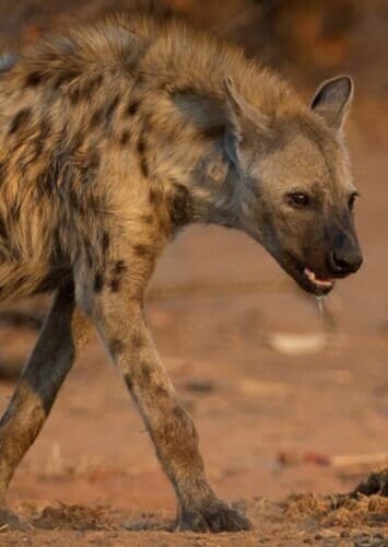Spotted Hyena