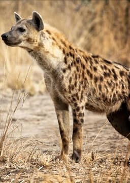 Spotted Hyena