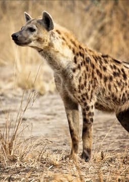Spotted Hyena
