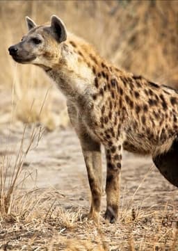 Spotted Hyena