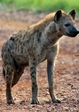 Spotted Hyena