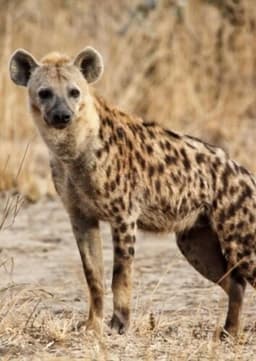 Spotted Hyena