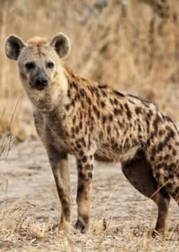 Spotted Hyena