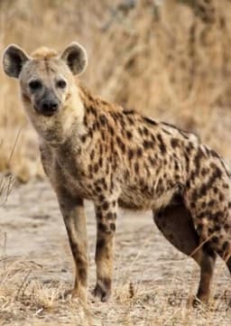 Spotted Hyena