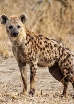 Spotted Hyena