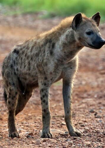 Spotted Hyena