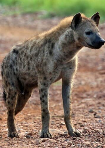 Spotted Hyena