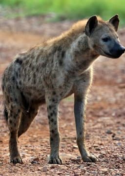 Spotted Hyena