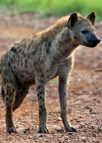 Spotted Hyena