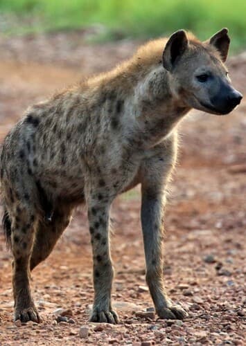Spotted Hyena