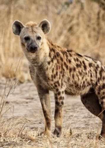 Spotted Hyena