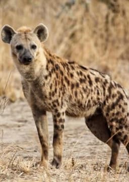 Spotted Hyena