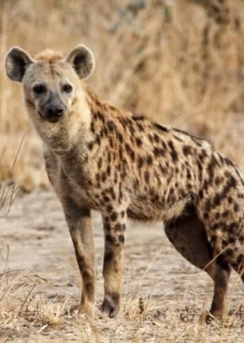 Spotted Hyena