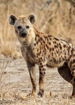 Spotted Hyena