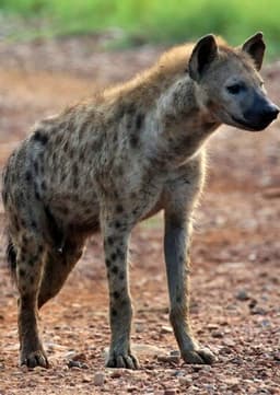 Spotted Hyena