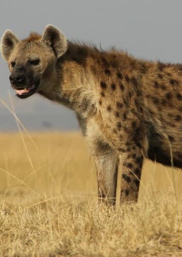 Spotted Hyena