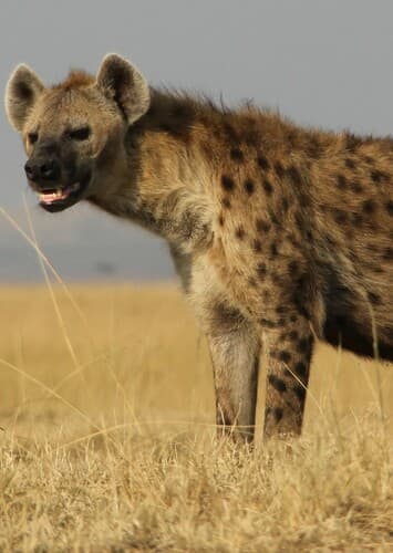 Spotted Hyena