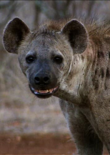 Spotted Hyena