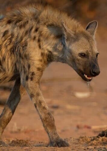 Spotted Hyena