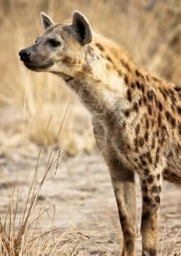 Spotted Hyena