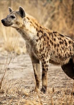 Spotted Hyena
