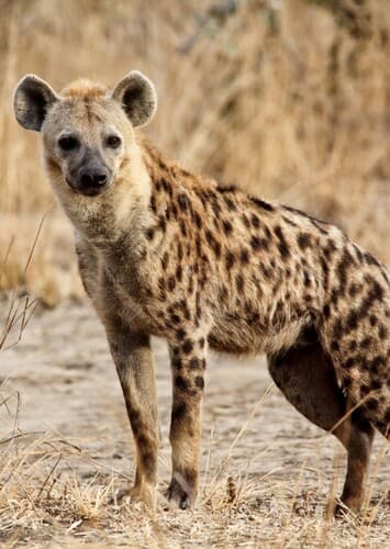 Spotted Hyena