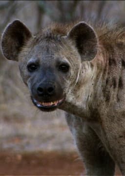 Spotted Hyena