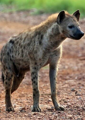 Spotted Hyena