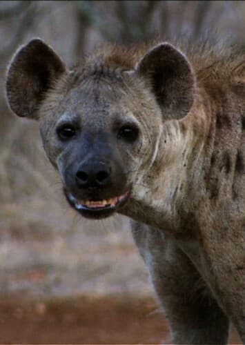 Spotted Hyena