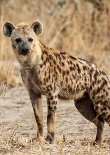 Spotted Hyena