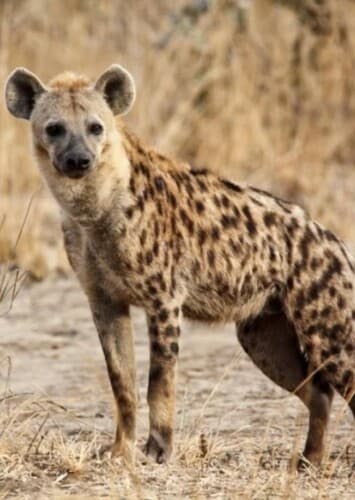 Spotted Hyena