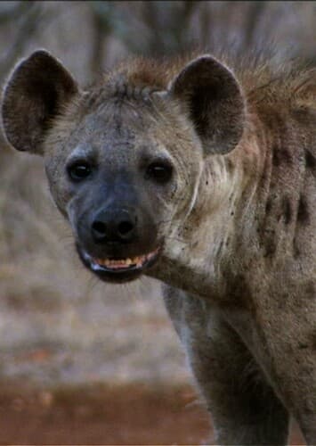 Spotted Hyena