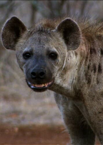 Spotted hyena