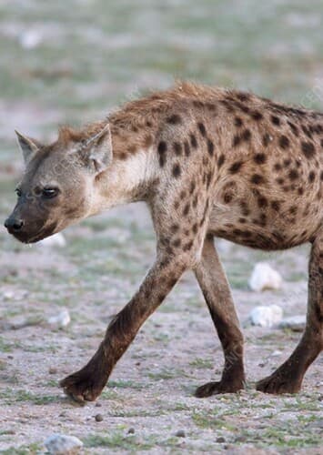Spotted Hyena