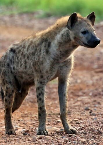 Spotted Hyena