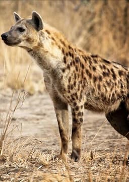 Spotted Hyena
