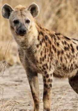 Spotted Hyena