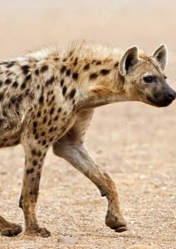 Spotted Hyena